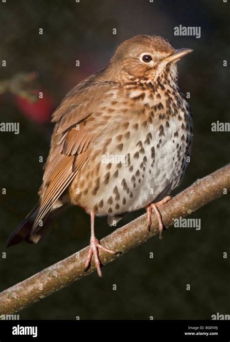 Song Thrush (turdus philomelos Stock Photo - Alamy