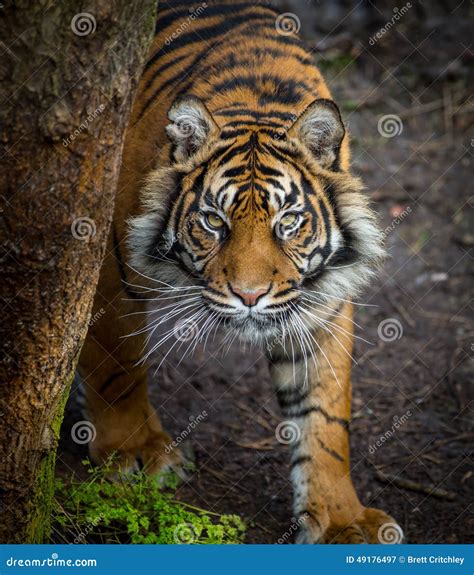 Tiger Stalking Prey Stock Photo - Image: 49176497