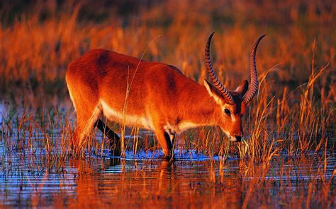 Wallpaper : 1920x1200 px, Afrika, hewan, kijang, tanduk, danau, lechwe, merah, air 1920x1200 ...