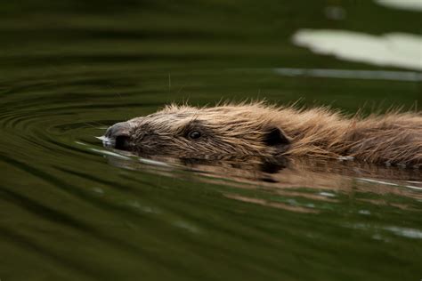 Scottish Wildlife Trust Donation | Scottish Wildlife Trust