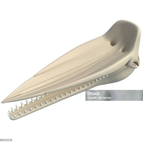 Sperm Whale Skull Animal Anatomy 3d Rendering On White Background Stock Photo - Download Image ...