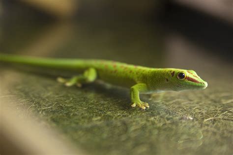 Free Stock Photo 2222-green gecko | freeimageslive