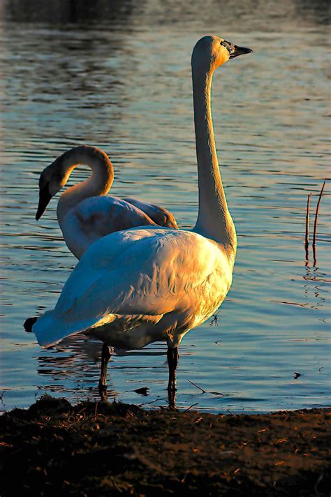 The Trumpeter Swans' Winter Home in Heber Springs, Arkansas - WanderWisdom