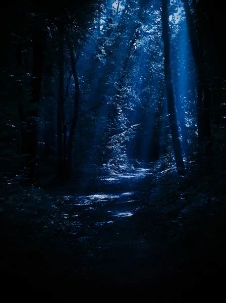 ᐈ Forest at night stock pictures, Royalty Free night forest images | download on Depositphotos®