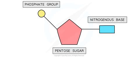 AQA A Level Biology复习笔记1.5.2 Nucleotide Structure & the Phosphodiester ...