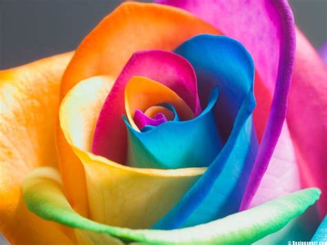 🔥 [50+] Rainbow Roses Wallpapers | WallpaperSafari