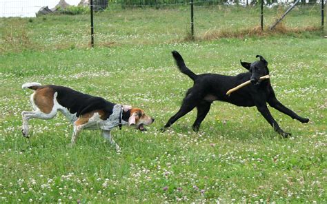 File:American Foxhound and Labrador Retriever playing.jpg - Wikimedia Commons