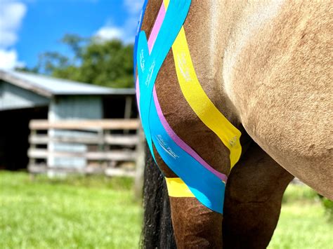 Equine Horse Stifle Module | Stifle Injury in Horses — Equi-Tape®