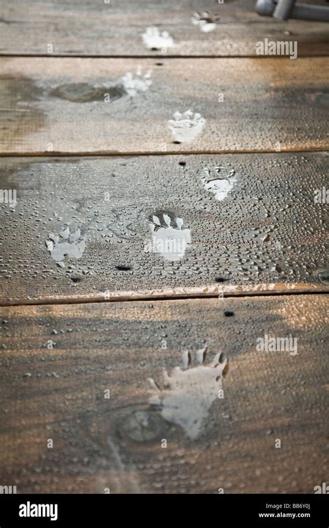 Raccoon footprints Stock Photo - Alamy