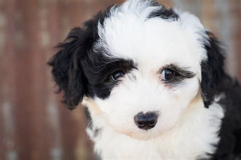 Sheepadoodle - The Old English Sheepdog Poodle Mix Breed