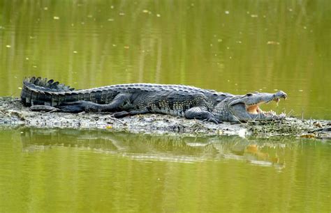 Morelet’s crocodile | Size, Attacks, Habitat, & Facts | Britannica