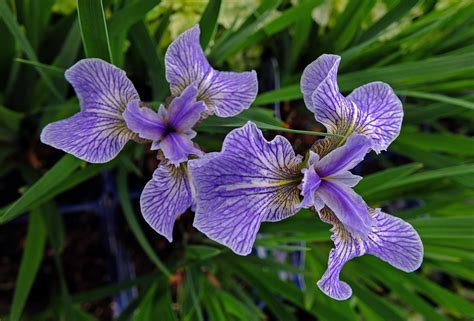 Iris setosa (Iridaceae) image 82856 at PhytoImages.siu.edu