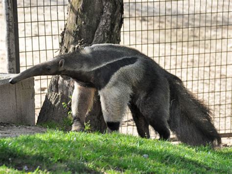 The animals at The Madrid Zoo Aquarium in Madrid, Spain