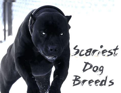 15 Scariest Looking Dog Breeds - HubPages