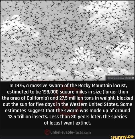 In 1875, a massive swarm of the Rocky Mountain locust, estimated to be 198,000 square miles in ...