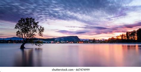 That Wanaka Tree Sunrise Wanaka New Stock Photo 1403190179 | Shutterstock