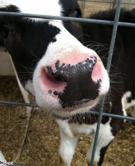 Baby Cow Love Visit www.somethingsparked.tumblr.com to see more | Baby cows, Cow nose, Animals