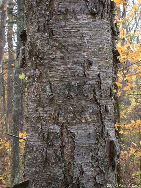 Betula alleghaniensis (Yellow Birch): Minnesota Wildflowers