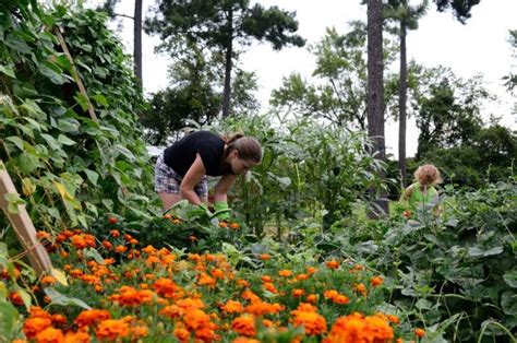 Companion Planting for Pest Control - The Beginner's Garden