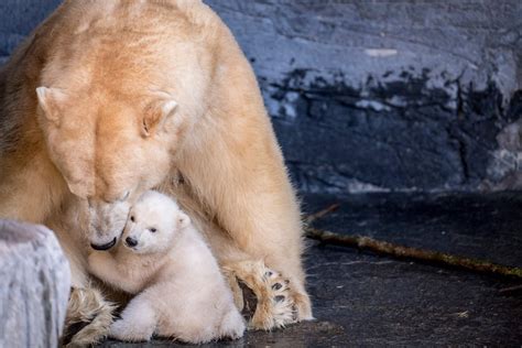 The polar bear cub at the Copenhagen Zoo comes outside for the first time on Feb. 28, 2019 : aww