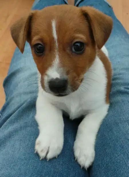 140 Best Jack Russell Dog Names - The Paws