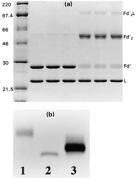 Electrophoretic patterns of thioether-bonded F(ab) 2. a, SDS-PAGE of... | Download Scientific ...