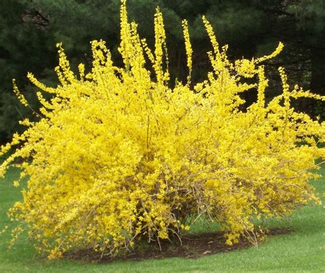 forsythia | Arnold Zwicky's Blog