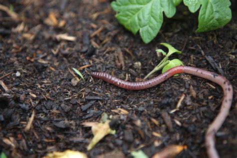 Wonderful worms - Richard Jackson Garden