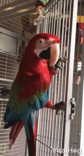Parrot Dancing GIF - Parrot Dancing Cage - Discover & Share GIFs