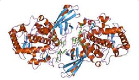 Tridimensional structure of the enzyme. | Download Scientific Diagram