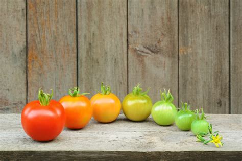 How to Ripen Tomatoes -- Harvest to Table