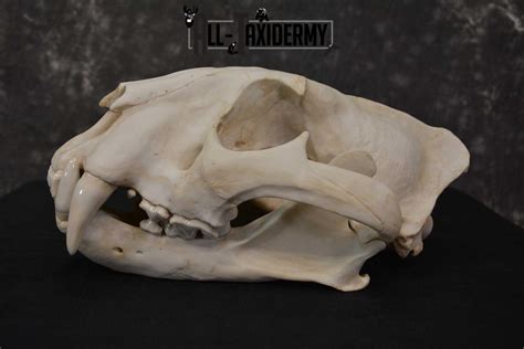 Reproduction Bengal Tiger Skull Set SKU 1675 - All Taxidermy