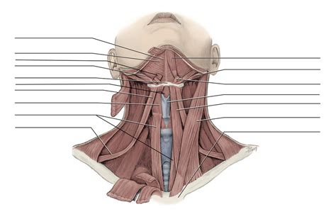 112 H&N anatomy 4.2 diagram 2 Diagram | Quizlet