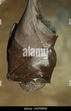 Rodrigues Flying Fox (Pteropus rodricensis), Organization for Bat Conservation, Michigan Stock ...