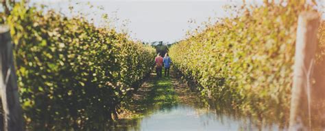 Duck Walk Vineyards | Visual Natives