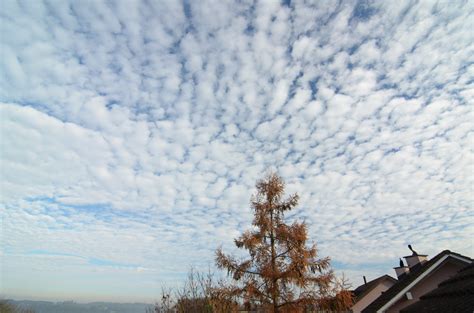 Altocumulus clouds: overview and weather prediction