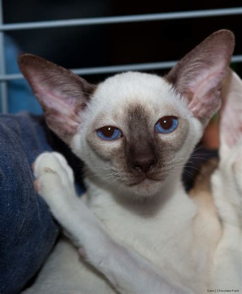 Chocolate Point Siamese Cats – Siamese Cat Spot