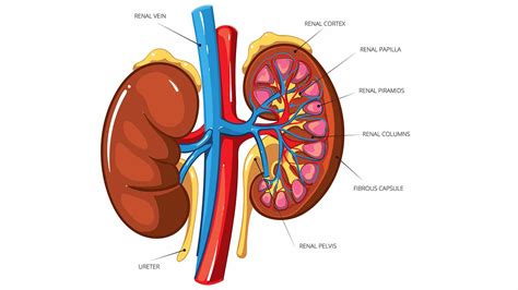 How to Cleanse & Detox Your Kidneys Naturally - 7 Best Foods