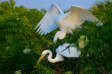 Great Egret | Audubon Field Guide