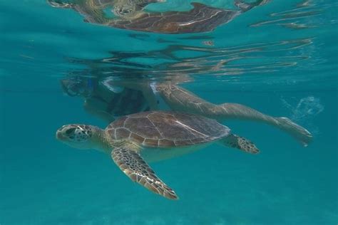 Costa Maya Small-Group Swim and Snorkel at Mahahual 2024