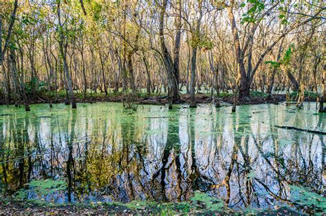 The Colors Of Alligator Swamp | Texas | Swamps Texas Trees | Photos, Prints