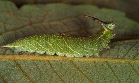 Tailed emperor butterfly caterpillar | Butterflies! | Pinterest | Moth