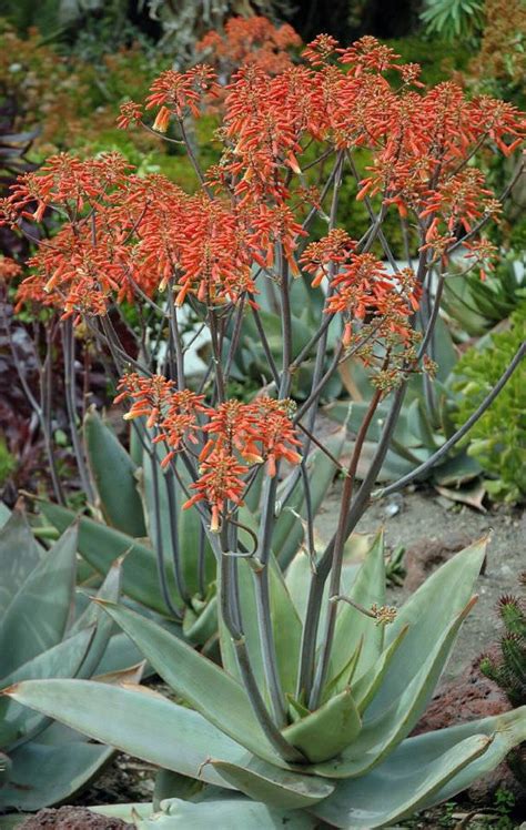 Aloe Striata 20 Seeds | Etsy