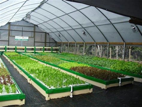 Aquaponics Greenhouse #AquaponicsCost #GrapeCareGrowing | Backyard aquaponics, Aquaponics ...