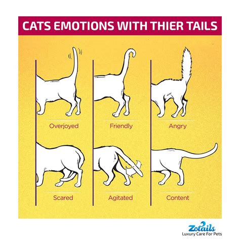 CAT EMOTIONS WITH THIER TAILS