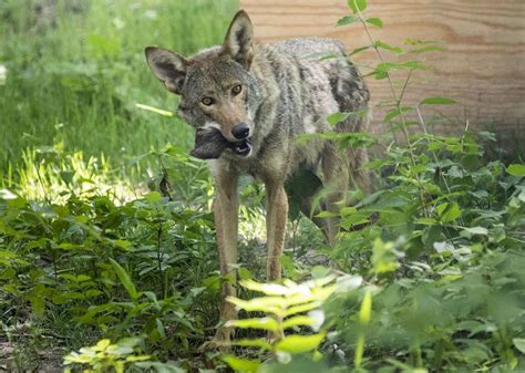 Photos: New red wolf habitat comes to Endangered Wolf Center