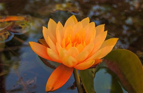 Lotus color Lily Bloom, Lotus Tattoo, Water Lily, Lotus Flower, Stock Photos, Orange, Rose ...