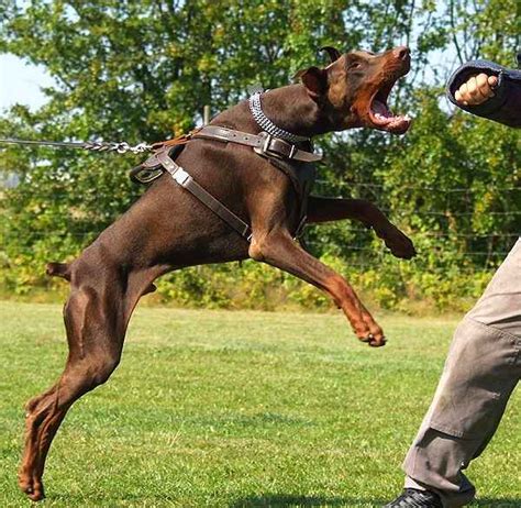 Doberman Dog Attacks