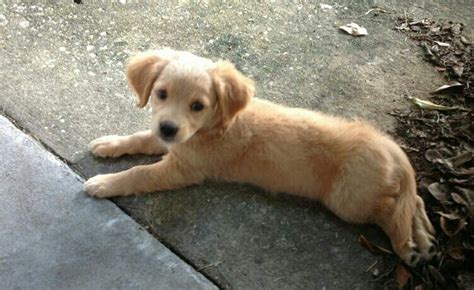 Half Pitbull Half Golden Retriever For Sale - Stom