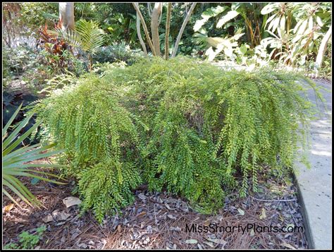 Mousetail Plant- Phyllanthus myrtifolius - Miss Smarty Plants